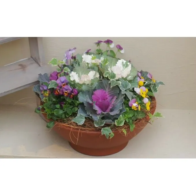 まるでお花のケーキ！葉ボタンの寄せ植え 苗木 