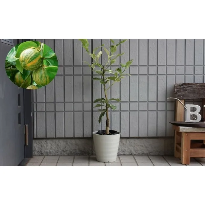 斑入り レモンの木 ピンクレモネード 鉢植え 苗木 れもん 
