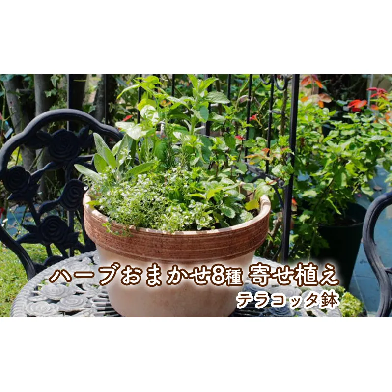 ハーブ 寄せ植え 8種 テラコッタ鉢 30cm 植物 インテリア ガーデン