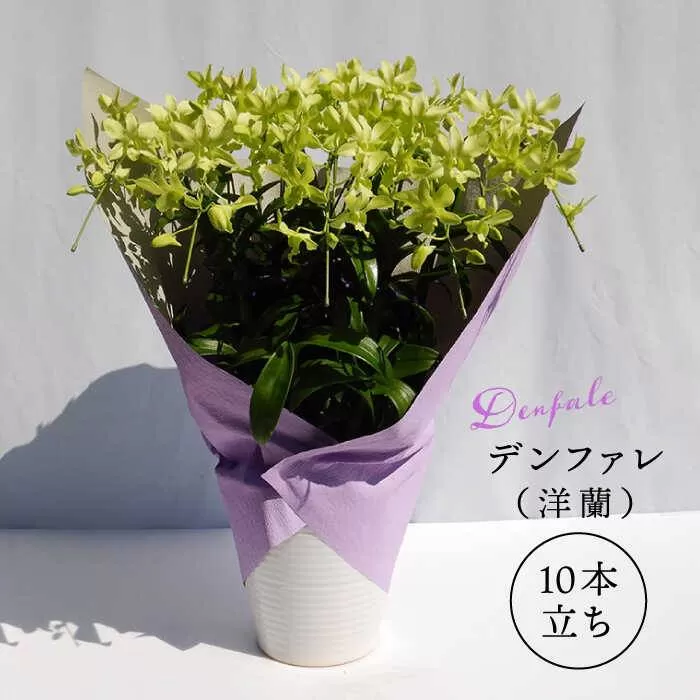 【 10セット 限定 】 デンファレ （ 洋蘭 ） 10本 立ち 糸島市 / 和饗エコファーム株式会社 蘭 洋蘭 デンファレ 花 インテリア お祝い 贈り物 [AVI001]
