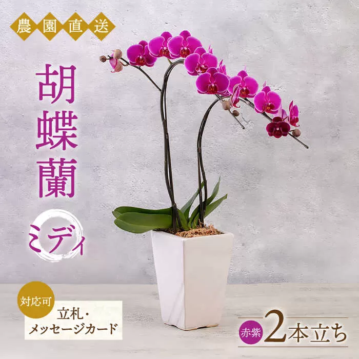 胡蝶蘭 ミディ 2本立ち 糸島市 / 平野園芸 花 生花 [AMI002]