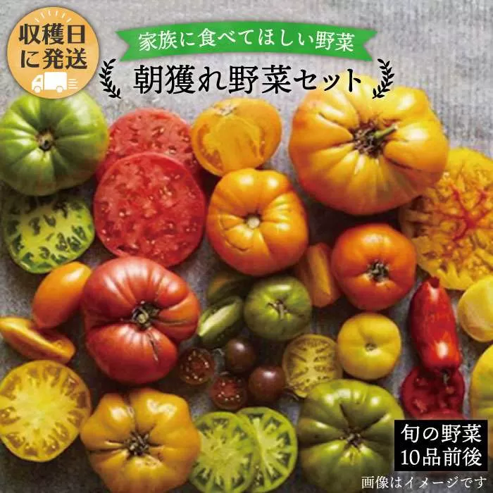 朝採れ！ 糸島 野菜 セット （ 10品 前後 ） 《糸島》【オーガニックナガミツファーム】 [AGE003]