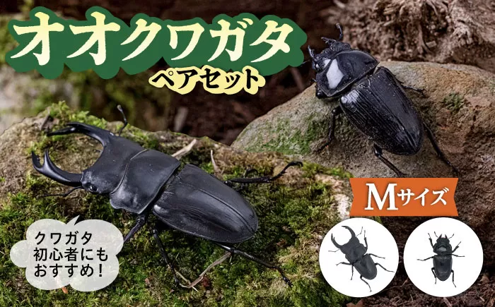 オオクワガタ ペア (Mサイズ)　糸島市 / 糸島クワガタの森 昆虫 ペット [AUN003] クワガタ オオクワガタ  クワガタムシ 昆虫 ペット 虫 生体 国産 ペア 成虫