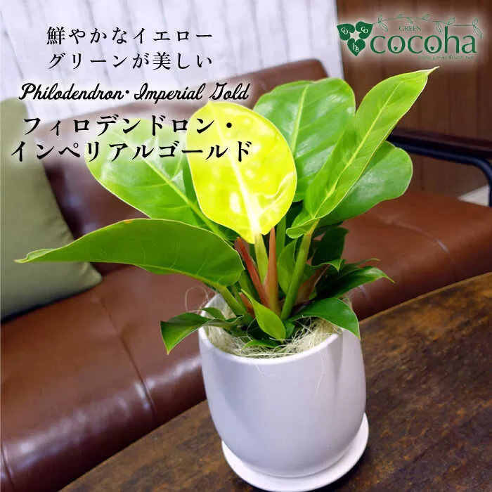鮮やかなイエローグリーンが美しい『 フィロデンドロン ・ インペリアル ゴールド 』 糸島市  / cocoha 観葉植物 [AWB031]