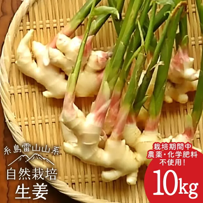 糸島産 生姜 10kg 自然栽培  糸島市 / 大石ファーム [ATE012]