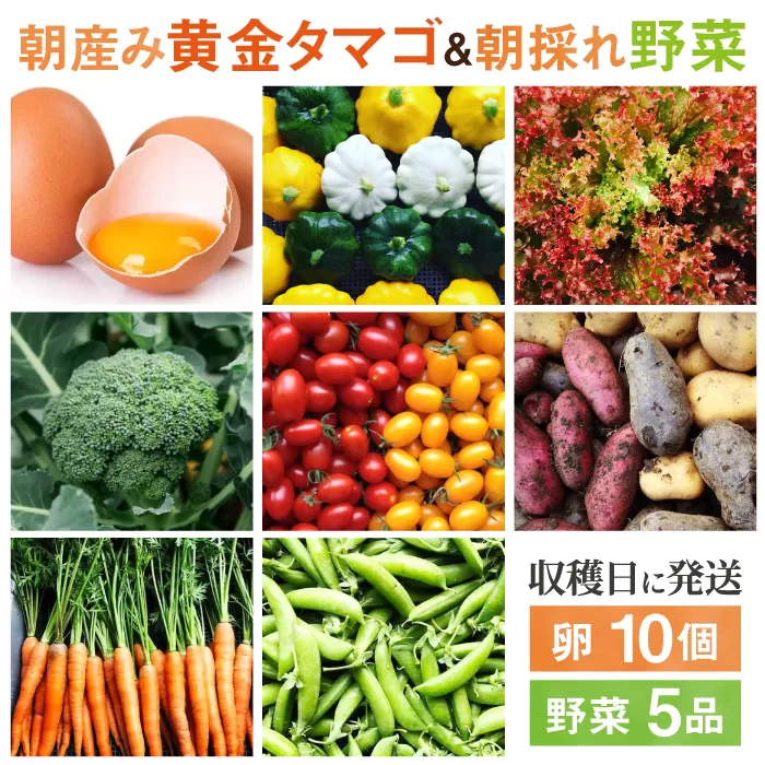糸島の朝産み黄金タマゴ10個 朝どれ新鮮野菜5品 セット【福岡県糸島産】 糸島市 / オーガニックナガミツファーム 玉子 やさい 	[AGE046]