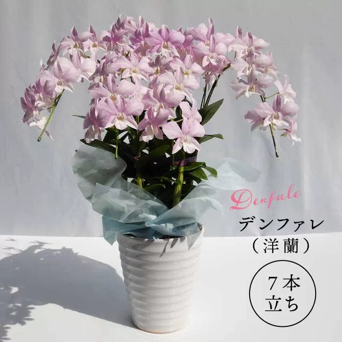 【 10セット 限定 】 デンファレ （ 洋蘭 ） 7本 立ち 糸島市 / 和饗エコファーム株式会社 蘭 洋蘭 デンファレ 花 インテリア お祝い 贈り物 [AVI002]