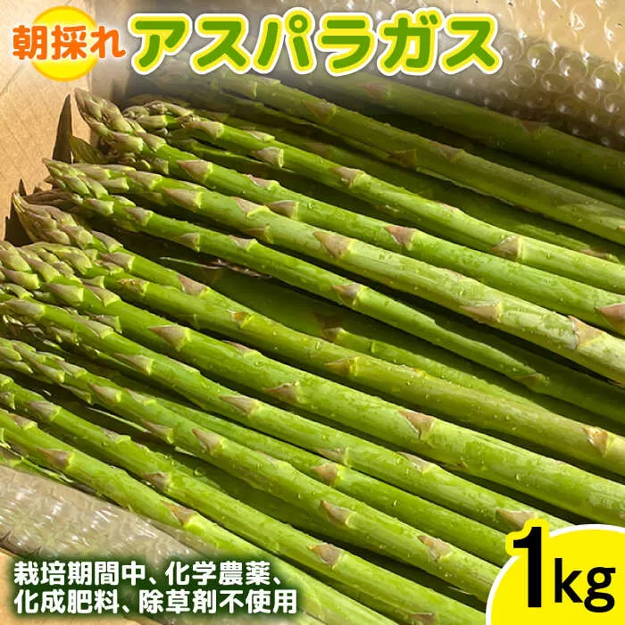 【先行予約】栽培期間中農薬不使用！ 朝採れのアスパラガス 1kg 【2025年6月上旬以降順次発送】糸島市 / 髙橋農園 [ANM001]