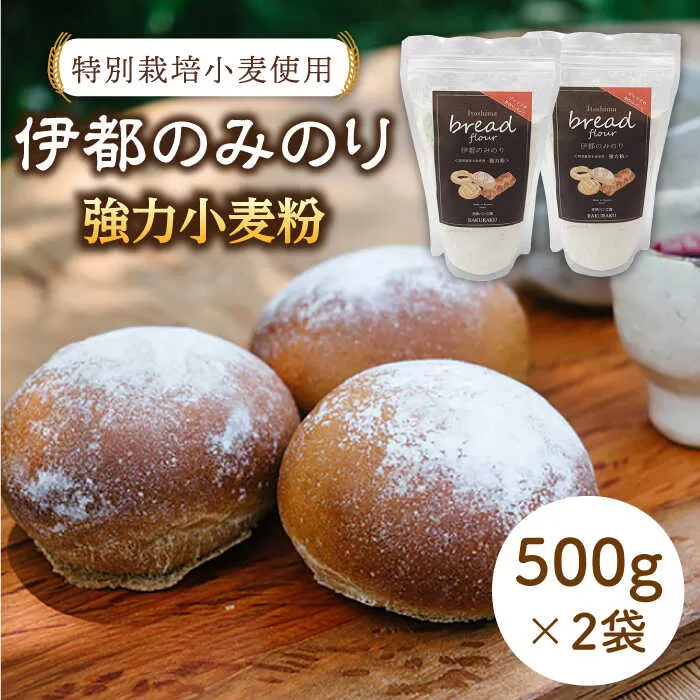 特別栽培 小麦 使用 伊都 の みのり（ 500g × 2袋 ）《糸島》【天然パン工房楽楽】【いとしまごころ】[AVC002]