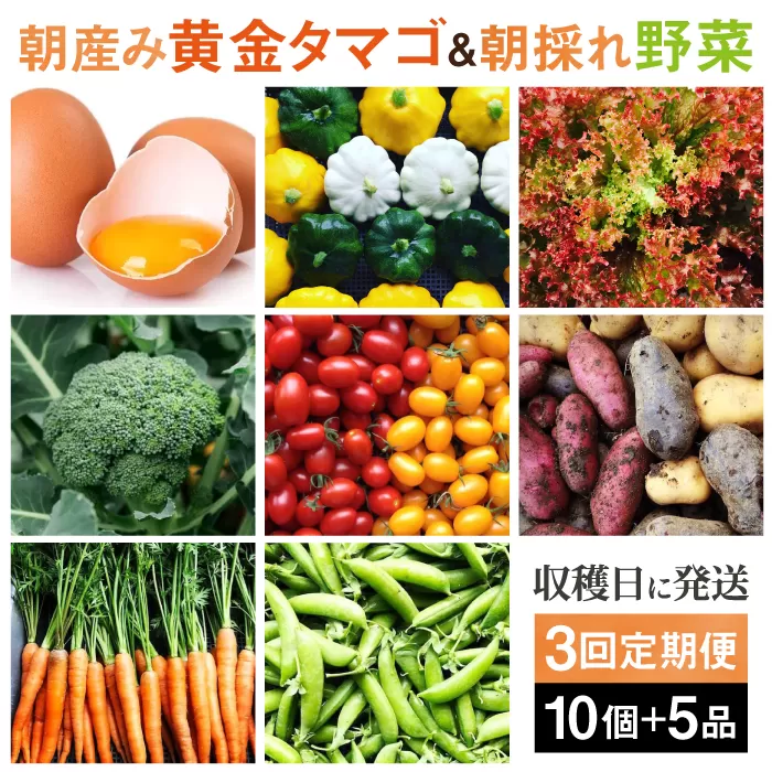 【全3回定期便】糸島の朝産み黄金タマゴ10個 朝どれ新鮮野菜5品 セット【福岡県糸島産】 糸島市 / オーガニックナガミツファーム 玉子 やさい 	[AGE047]