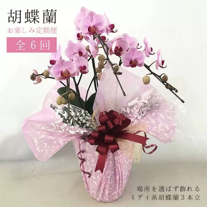 【全6回定期便】胡蝶蘭 お楽しみ定期便 ( お祝い / 開店祝い / 就任祝い ) 糸島 / はざま園芸 [AND003] 胡蝶蘭 お祝い ギフト