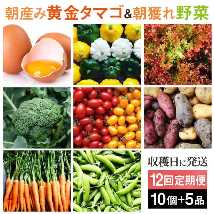 【全12回定期便】糸島の朝産み黄金タマゴ10個 朝どれ新鮮野菜5品 セット【福岡県糸島産】 糸島市 / オーガニックナガミツファーム 玉子 やさい [AGE049]