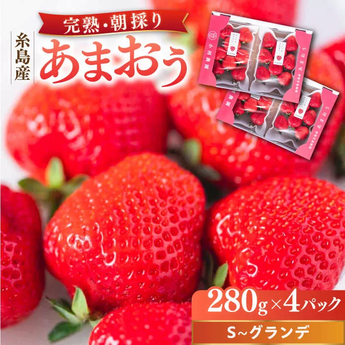 【2025年2月中旬以降順次発送】 農家直送！ 糸島産 完熟あまおう 280g×4パック (S-Gサイズ) 糸島市 / 小河農園 フルーツ いちご 苺 [AJN004]