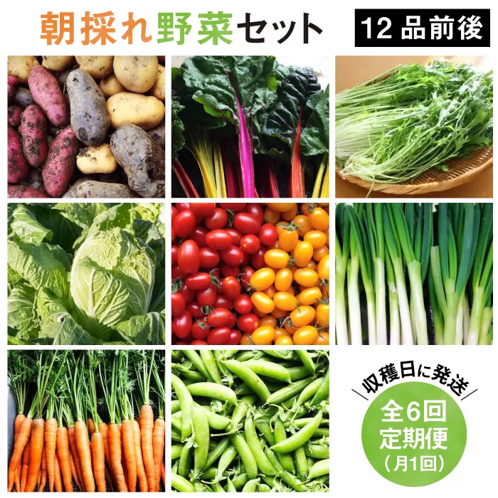 【 全6回 定期便 】【 福岡県 糸島産 】 朝採れ 野菜 セット （ 12品 前後 ） 《糸島》【オーガニックナガミツファーム】 	[AGE025]