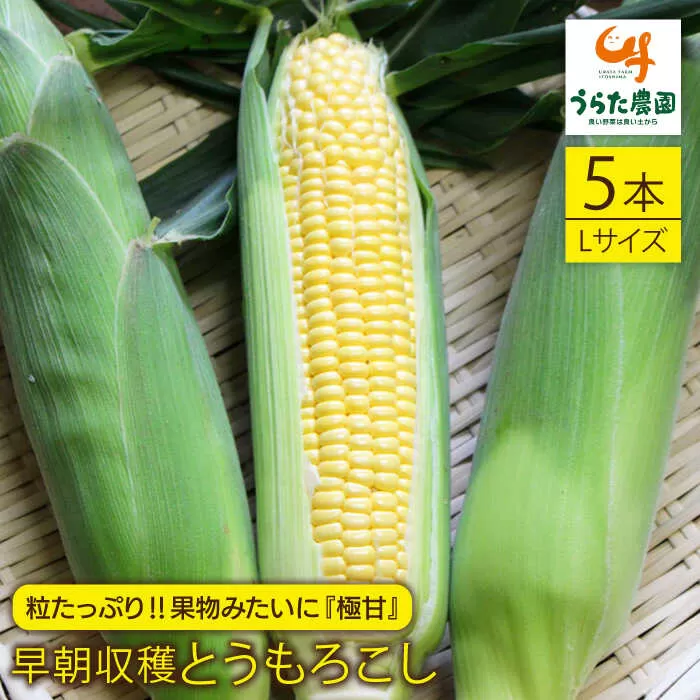 大人気！！果物みたいに『極甘』早朝収穫とうもろこし Lサイズ（300g）×5本≪糸島市≫ 糸島市 / 有限会社ウラタ農園とうもろこし/トウモロコシ/期間限定 [ALI004]