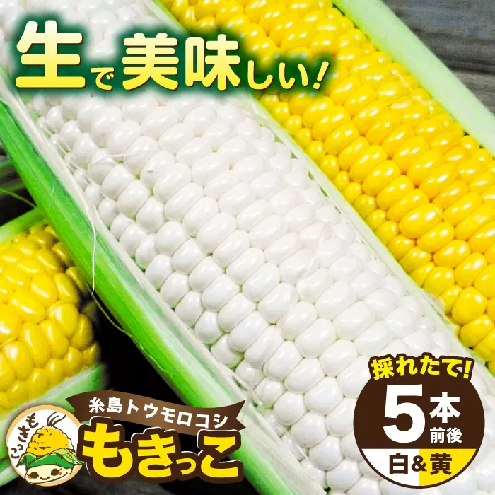 糸島産 トウモロコシ 「もきっこ」 白黄ミックス (5本前後) 糸島市 / 内田農業 とうもろこし コーン [AZH006]