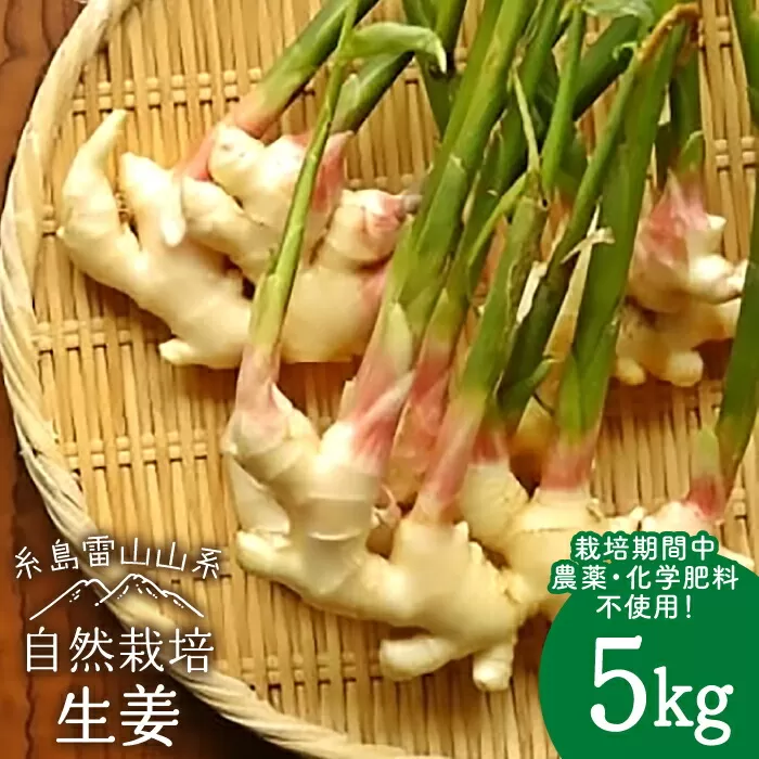 糸島産 生姜 5kg 自然栽培 糸島市 / 大石ファーム [ATE011]