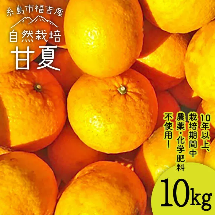 甘夏 10kg 【 農薬 ・ 化学肥料不使用 】糸島市 / 大石ファーム[ATE004]