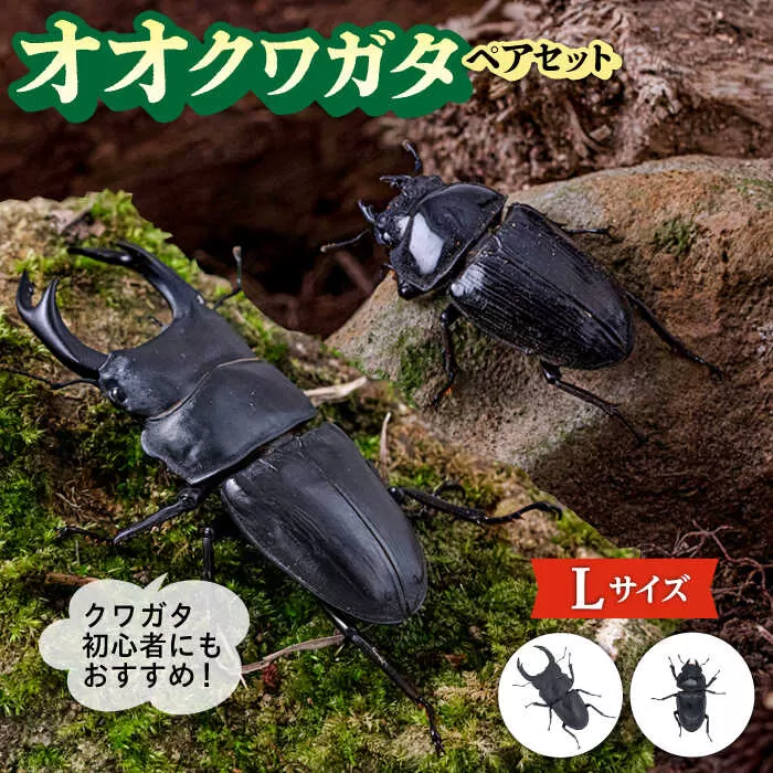 オオクワガタ ペア (Lサイズ)　糸島市 / 糸島クワガタの森 昆虫 ペット [AUN004]