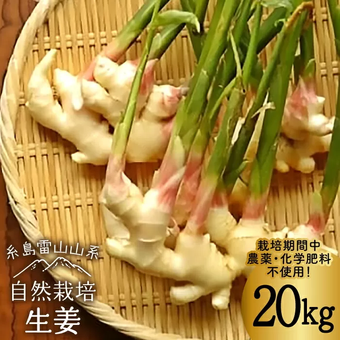 糸島産 生姜 20kg 自然栽培  糸島市 / 大石ファーム [ATE013]
