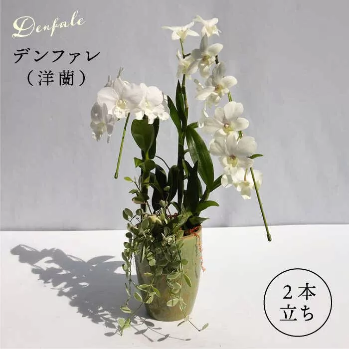 【 30セット 限定 】 デンファレ （ 洋蘭 ） 2本 立ち 糸島市 / 和饗エコファーム株式会社蘭 洋蘭 デンファレ 花 インテリア お祝い 贈り物 [AVI005]