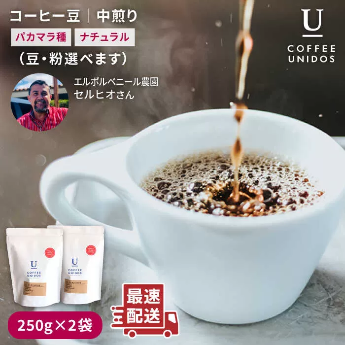 中煎り コーヒー 豆 250g × 2袋 （ 豆 ・ 粉 選べます ） エルポルベニール農園 パカマラ種 ナチュラル 《糸島》 【COFFEE UNIDOS】 [AQF004]
