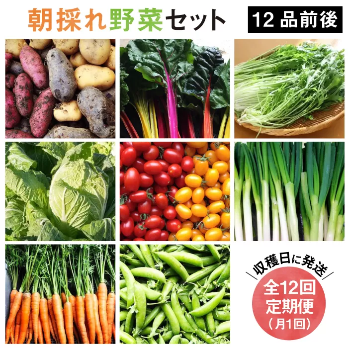 【全12回定期便】【 福岡県 糸島産 】 朝採れ 野菜 セット （ 12品 前後 ）《糸島》 【オーガニック ナガミツファーム】 	[AGE026]