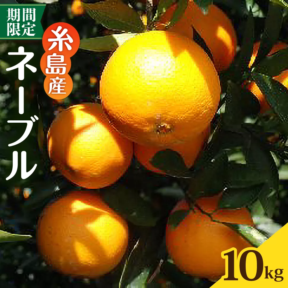 【先行受付】糸島産ネーブル10kg 【2026年2月下旬以降順次発送】 糸島市 / シーブ みかん 柑橘 [AHC069]