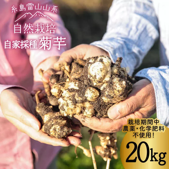 糸島産 菊芋 20kg 自然栽培  糸島市 / 大石ファーム [ATE010]