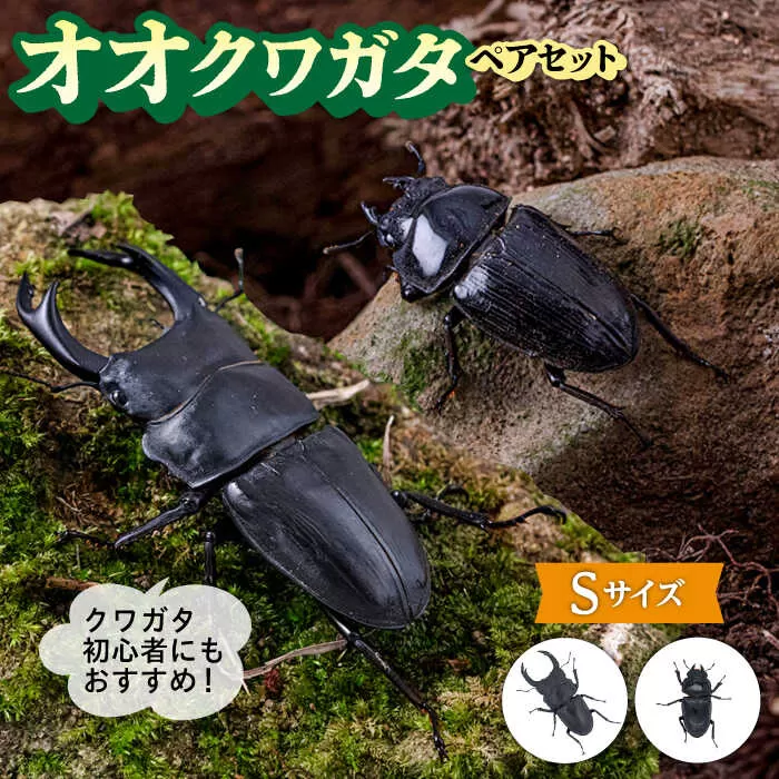 オオクワガタ ペア (Sサイズ)　糸島市 / 糸島クワガタの森 昆虫 ペット [AUN002] クワガタ オオクワガタ  クワガタムシ 昆虫 ペット 虫 生体 国産 ペア 成虫