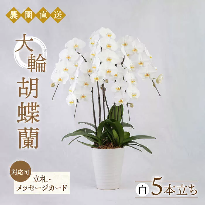 大輪 胡蝶蘭 ( 白 / 5本立ち ) 糸島市 / 平野園芸 花 生花 [AMI001]