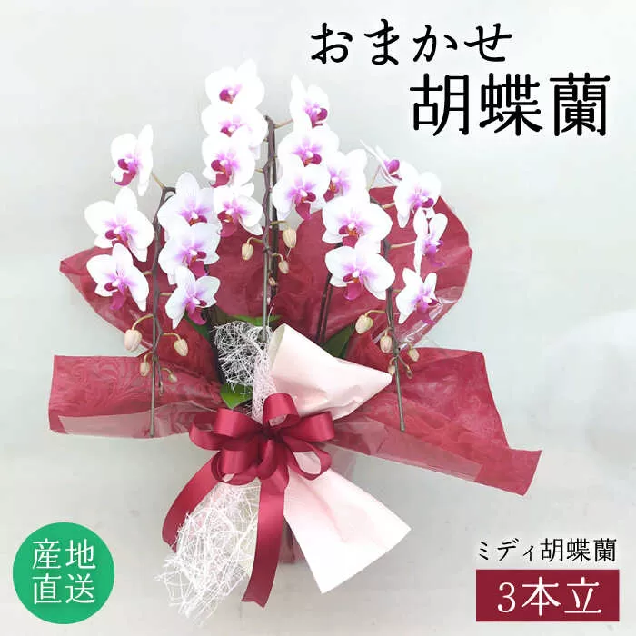 おまかせ 胡蝶蘭 ( ミディ 胡蝶蘭 3本立 ) 糸島市 / はざま園芸 [AND005] 花 生花 お祝い