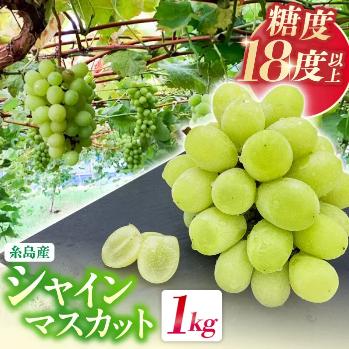 【先行予約】【糖度18度以上】 糸島産 シャインマスカット 1kg（2〜4房） 【2025年8月中旬以降順次発送】 糸島市 / 和饗エコファーム フルーツ 果物 [AVI006]