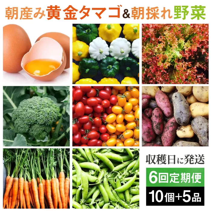 【全6回定期便】糸島の朝産み黄金タマゴ10個 朝どれ新鮮野菜5品 セット【福岡県糸島産】 糸島市 / オーガニックナガミツファーム 玉子 やさい 	[AGE048]