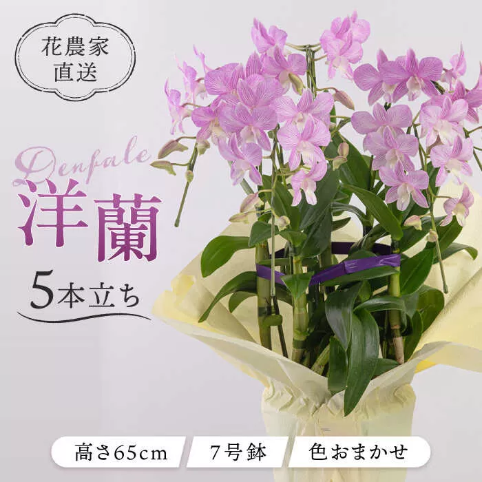【 30セット 限定 】 デンファレ （ 洋蘭 ） 5本 立ち 糸島市 / 和饗エコファーム株式会社 蘭 洋蘭 デンファレ 花 インテリア お祝い 贈り物 [AVI003]