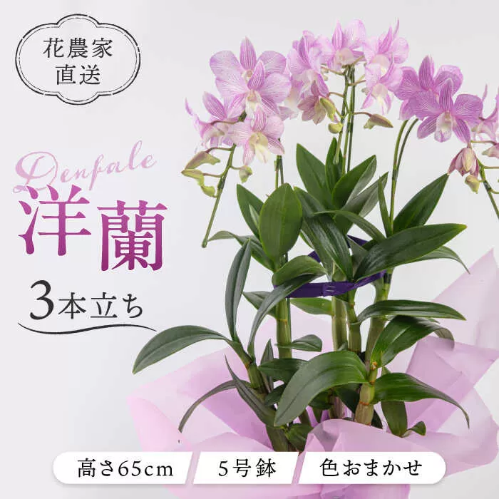 【 30セット 限定 】 デンファレ （ 洋蘭 ） 3本 立ち  糸島市 / 和饗エコファーム株式会社蘭 洋蘭 デンファレ 花 インテリア お祝い 贈り物 [AVI004]
