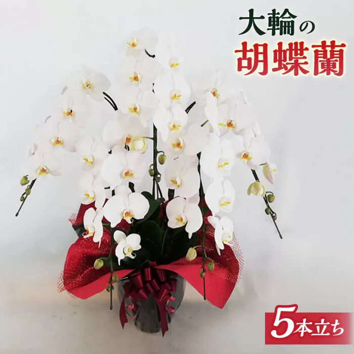 胡蝶蘭 大輪 白 ( 5本立 ) ( お祝い / 開店祝い / 就任祝い )《糸島》【はざま園芸】[AND002]