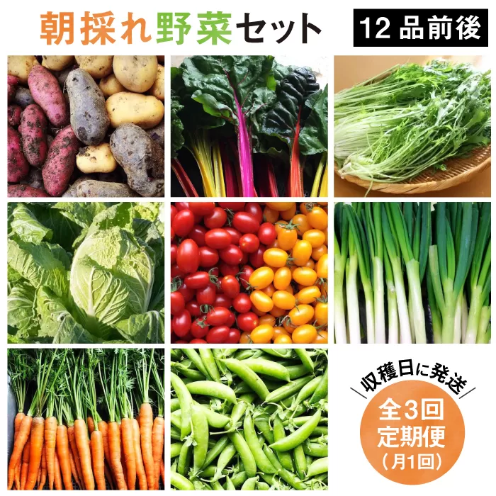 【 全3回 定期便 】【 福岡県 糸島産 】 朝採れ 野菜 セット （ 12品 前後 ） 《糸島》【オーガニックナガミツファーム】 	[AGE024]