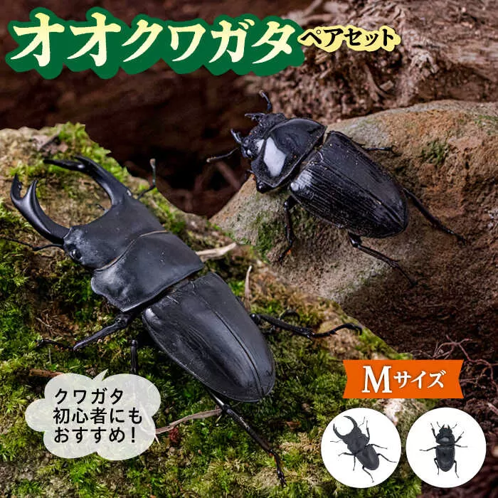 オオクワガタ ペア (Mサイズ)　糸島市 / 糸島クワガタの森 昆虫 ペット [AUN003] クワガタ オオクワガタ  クワガタムシ 昆虫 ペット 虫 生体 国産 ペア 成虫