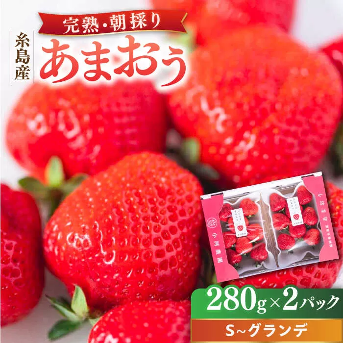 【2025年2月中旬以降順次発送】 農家直送！ 糸島産 完熟あまおう 280g×2パック (S-Gサイズ) 糸島市 / 小河農園 フルーツ 果物 いちご イチゴ 苺 [AJN003]