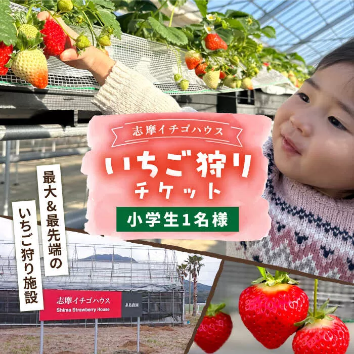【志摩イチゴハウス】いちご狩り チケット （ 小学生 1名様 分 ） 糸島市 / 株式会社 糸島農園 [APM002]