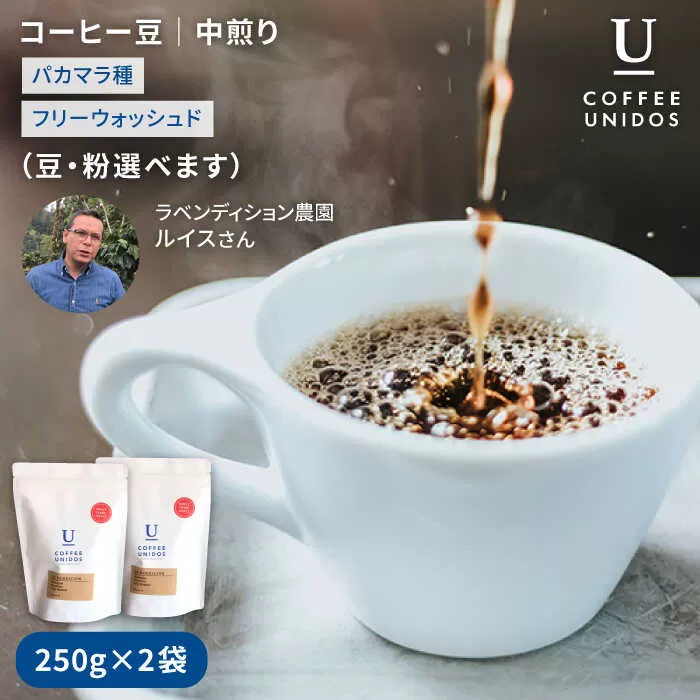 中煎り コーヒー 豆 250g × 2袋 （ 豆 ・ 粉 選べます ） ニカラグア産 ラベンディション農園 パカマラ種 フリーウォッシュド 《糸島》 【COFFEE UNIDOS】 [AQF002]
