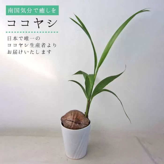 ココヤシ 観葉植物 《糸島》【はざま園芸】[AND004]