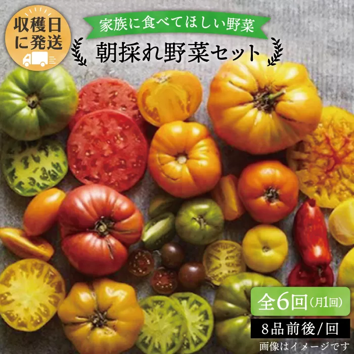 【 全6回 定期便 】 【 福岡県 糸島産 】 朝採れ 野菜 セット ( 8品 前後 )  《糸島》【オーガニックナガミツファーム】 	[AGE009]