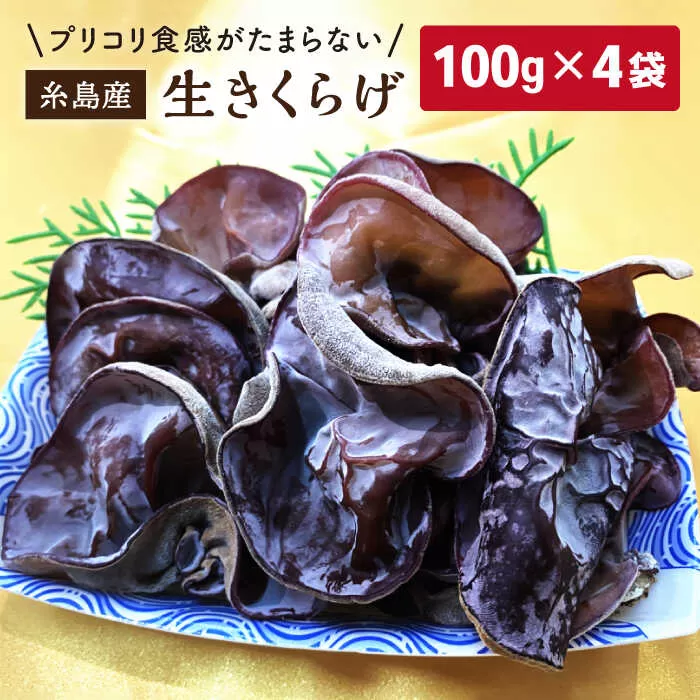 生きくらげ 100g × 4P 福岡県糸島産 糸島市/糸島きのこファーム [AFC004]
