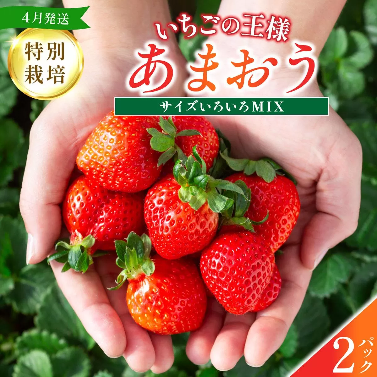 福岡県産 特別栽培 あまおう サイズいろいろMIX 約570g（約285g×2パック）【4月発送】　農園直送 アフター保証 先行予約 福岡産 送料無料 ケーキ ギフト お祝い 限定 季節限定 UN007