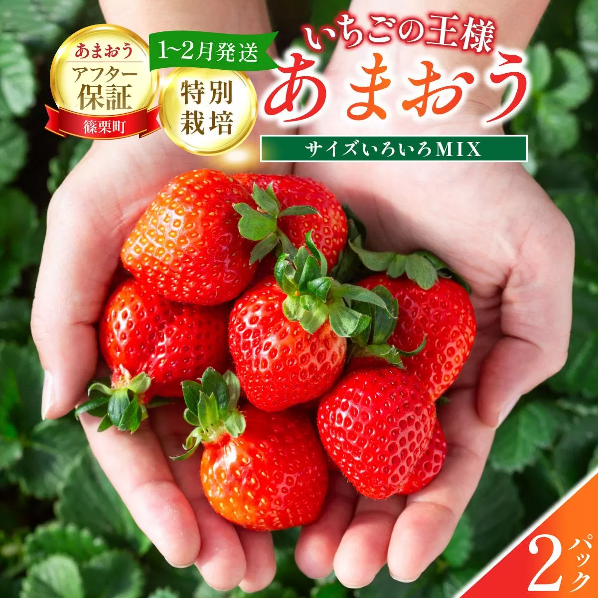 いちご 福岡県産 特別栽培 あまおう サイズいろいろMIX 約570g（約285g×2パック）【1～2月発送】　農園直送 アフター保証 先行予約 福岡産 送料無料 ケーキ ギフト お祝い 限定 季節限定 UN005