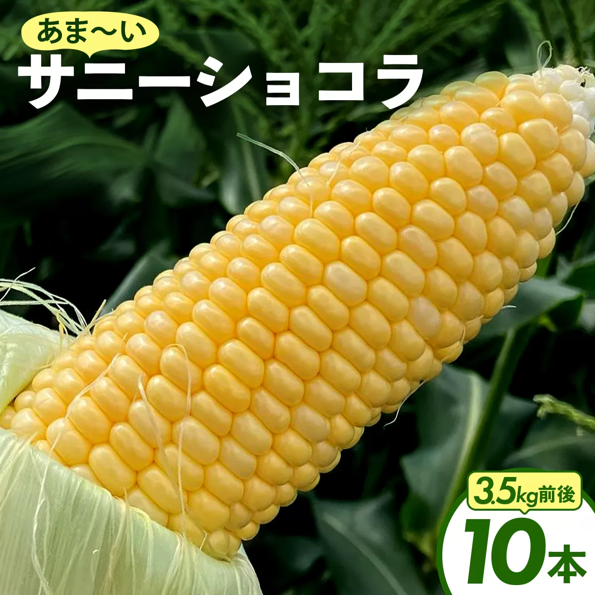 上品な甘さのトウモロコシ「サニーショコラ」(3.5kg前後・10本) KW001