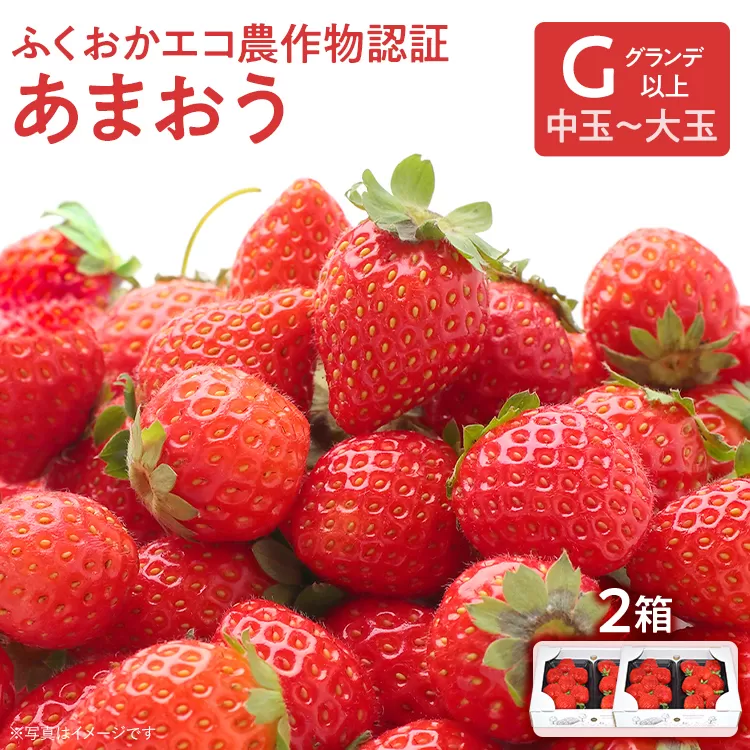 ふくおかエコ農作物認証あまおう G以上 2箱セット あまおう イチゴ 苺 いちご フルーツ 果物 くだもの 福岡県産 お取り寄せグルメ お取り寄せ 福岡 お土産 九州 福岡土産 取り寄せ グルメ 福岡県