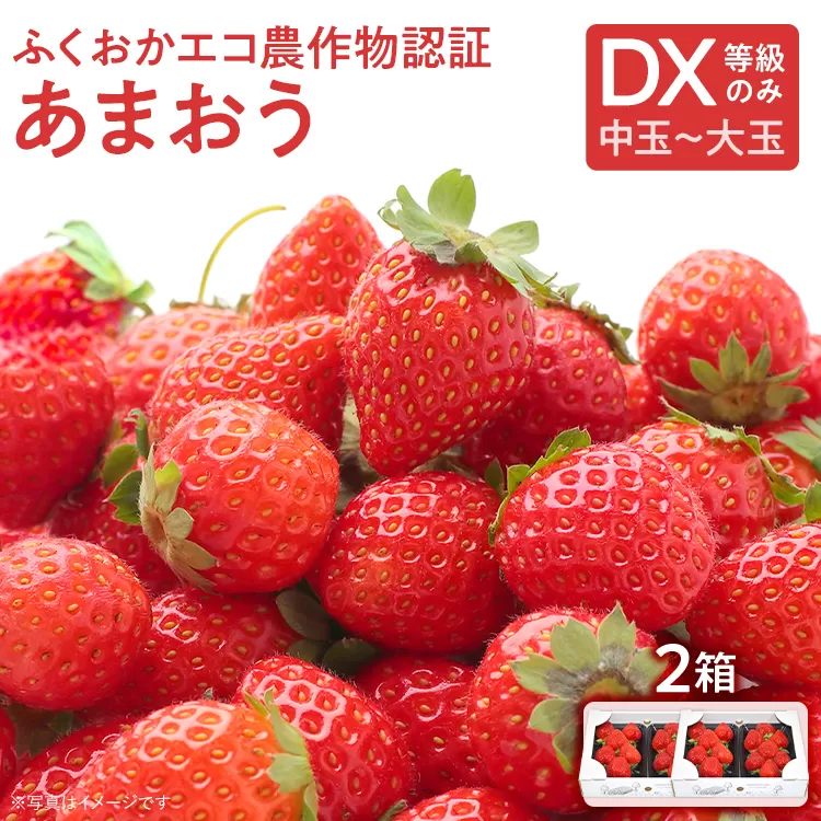 ふくおかエコ農作物認証あまおう DX等級のみ 2箱セット あまおう イチゴ 苺 いちご フルーツ 果物 くだもの 福岡県産 お取り寄せグルメ お取り寄せ 福岡 お土産 九州 福岡土産 取り寄せ グルメ 福岡県
